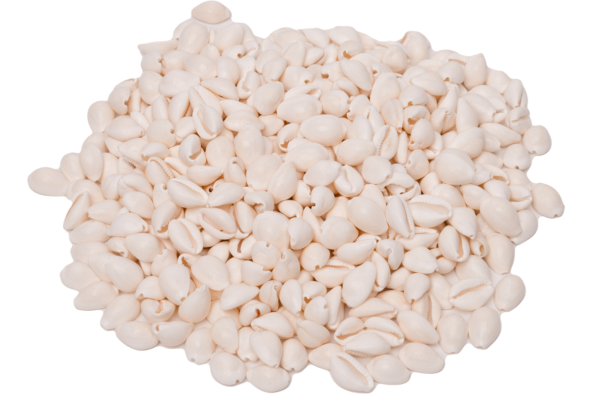 Zeeschelpen Kauri, 300 gram