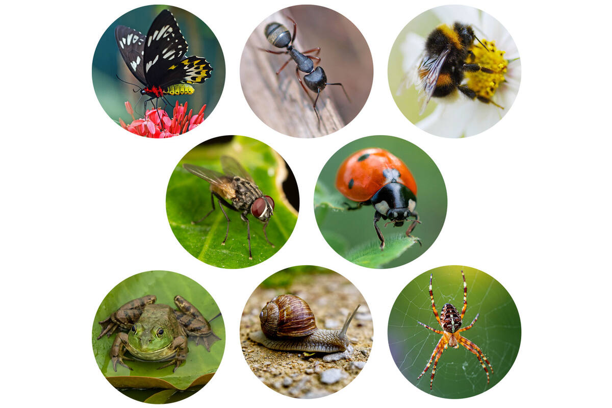 Dieren schatjager