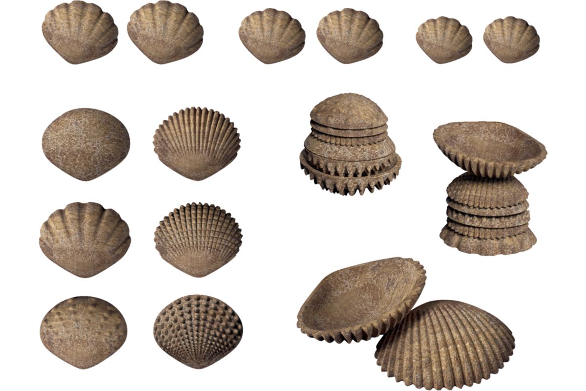 Tactiele Schelpen, 36 stuks