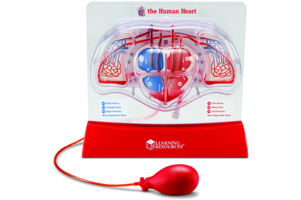 Pompend hart model