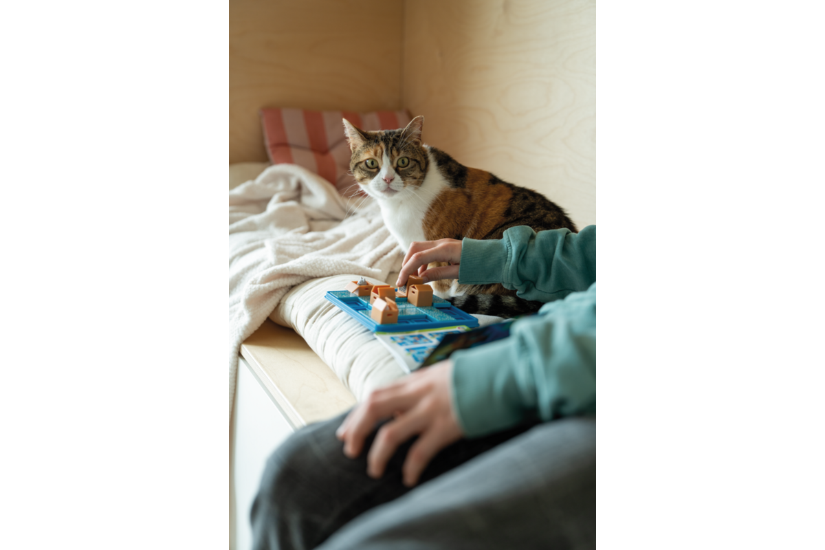 Cat & boxes