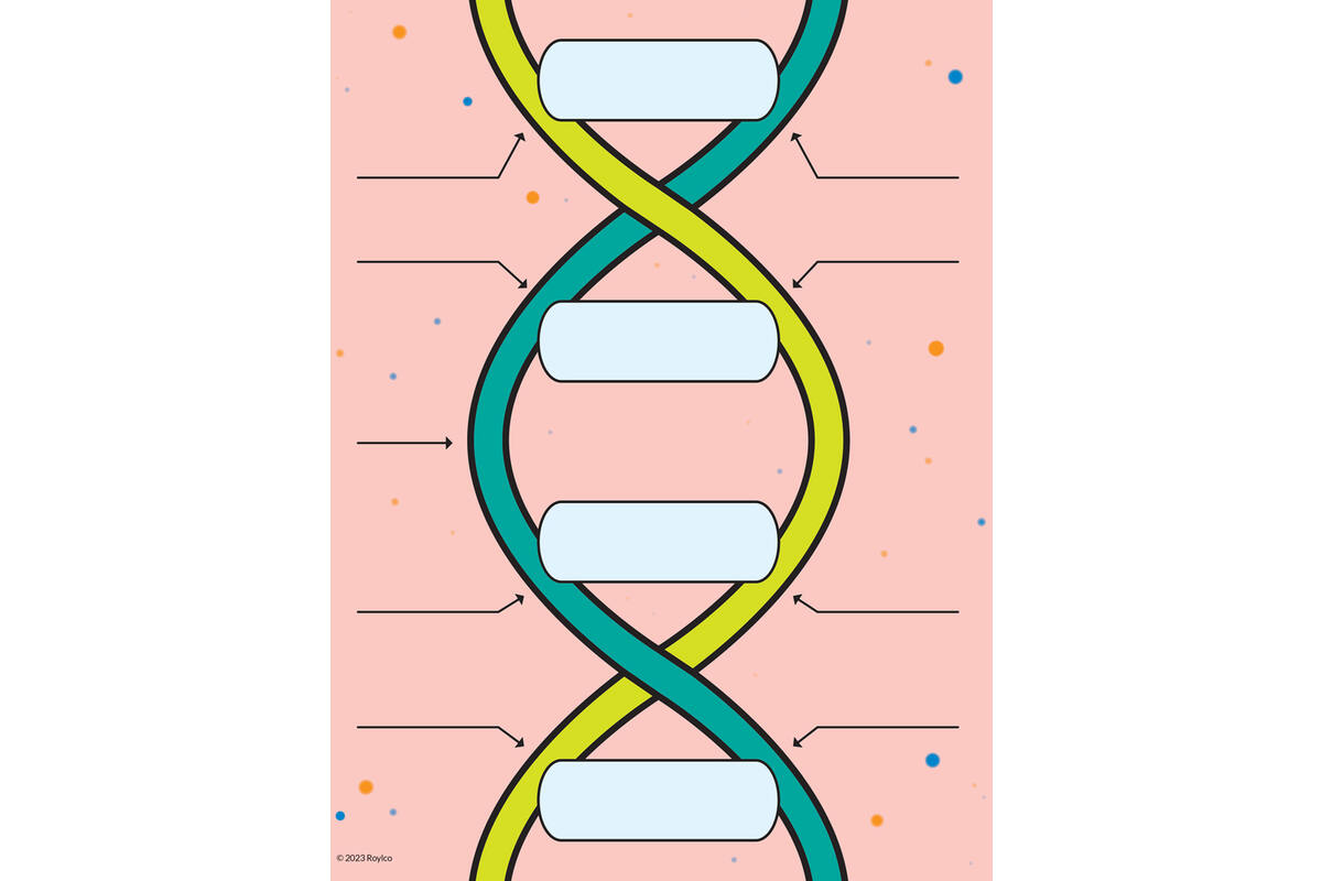 DNA bouwer, 9 delig