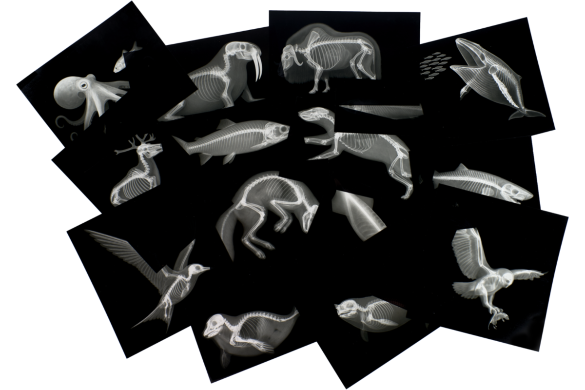 Ontdekkaarten röntgen arctische dieren 16,5 x 18 cm, 30 delig