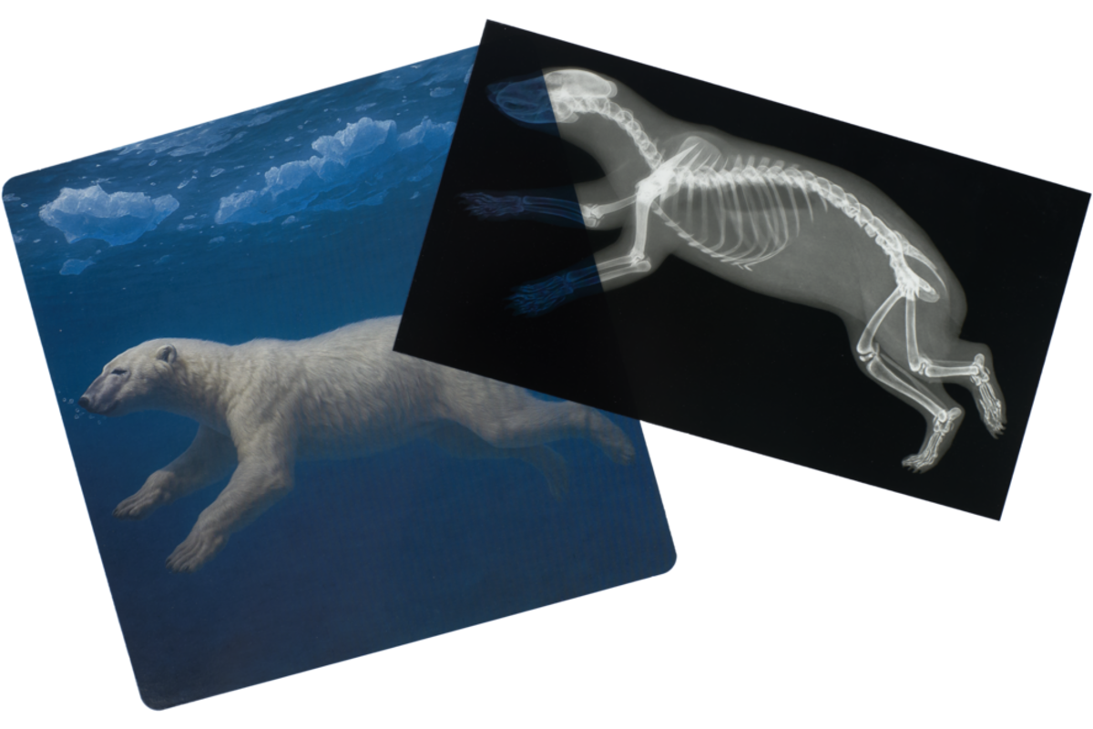 Ontdekkaarten röntgen arctische dieren 16,5 x 18 cm, 30 delig