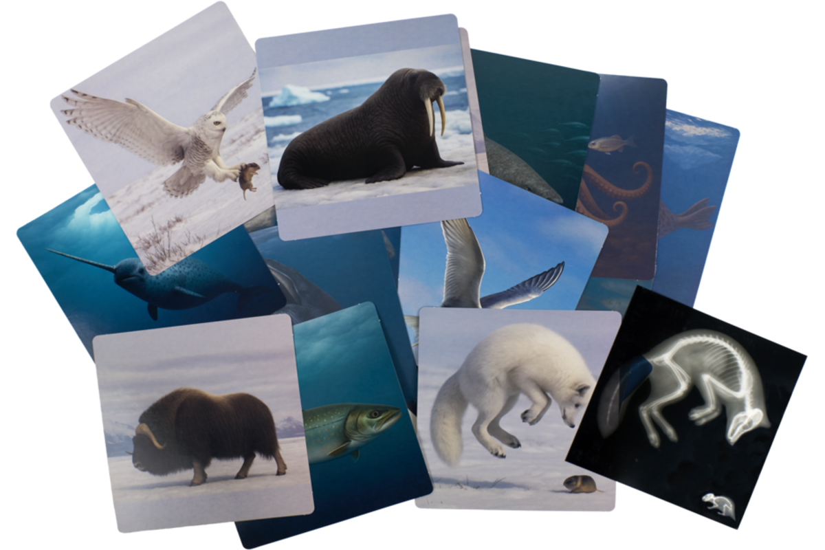 Ontdekkaarten röntgen arctische dieren 16,5 x 18 cm, 30 delig