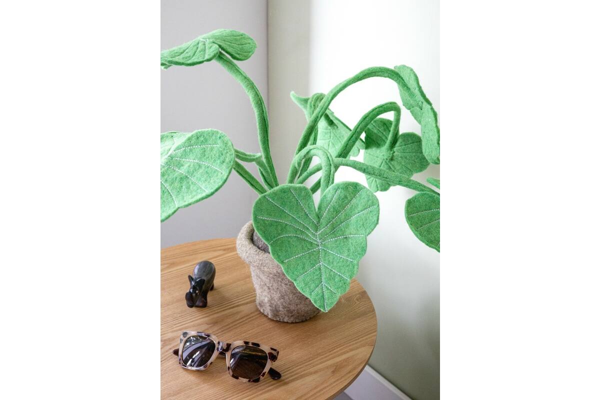 Plant van vilt, Alocasia