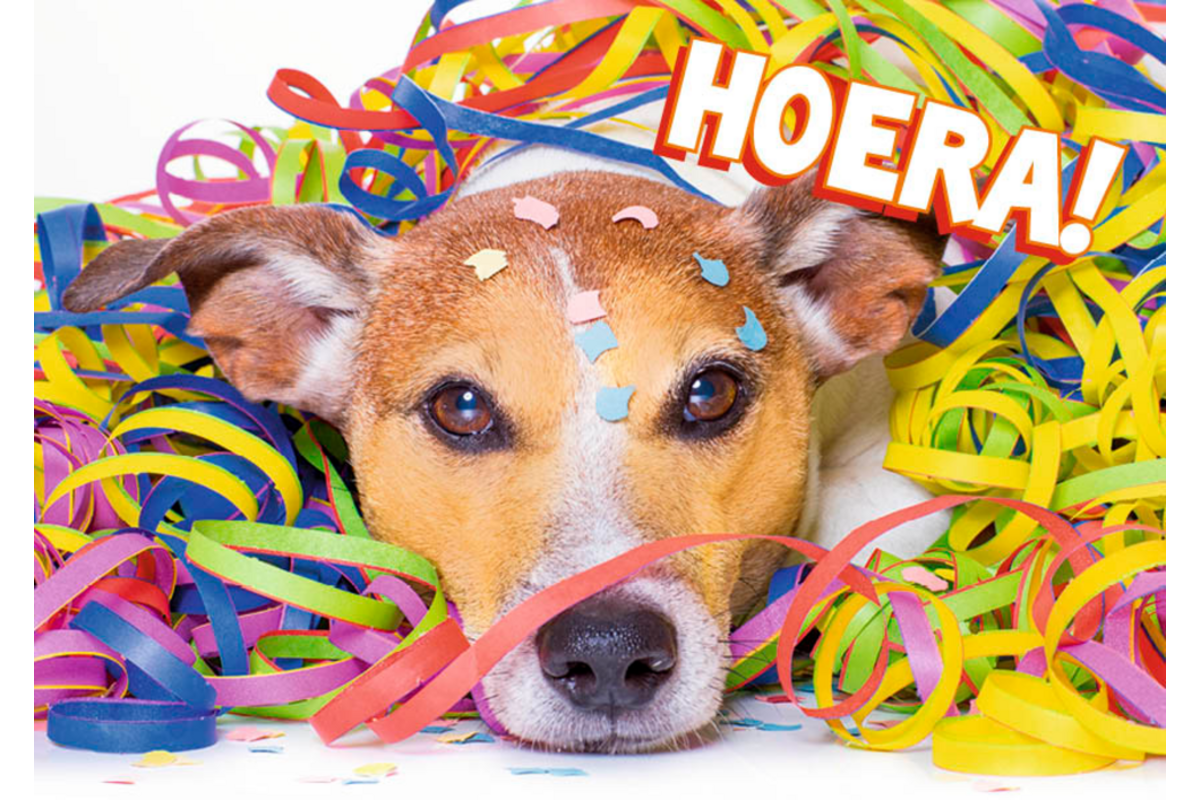 Miniposters 1048 confettidieren, 4 motieven, 20 stuks