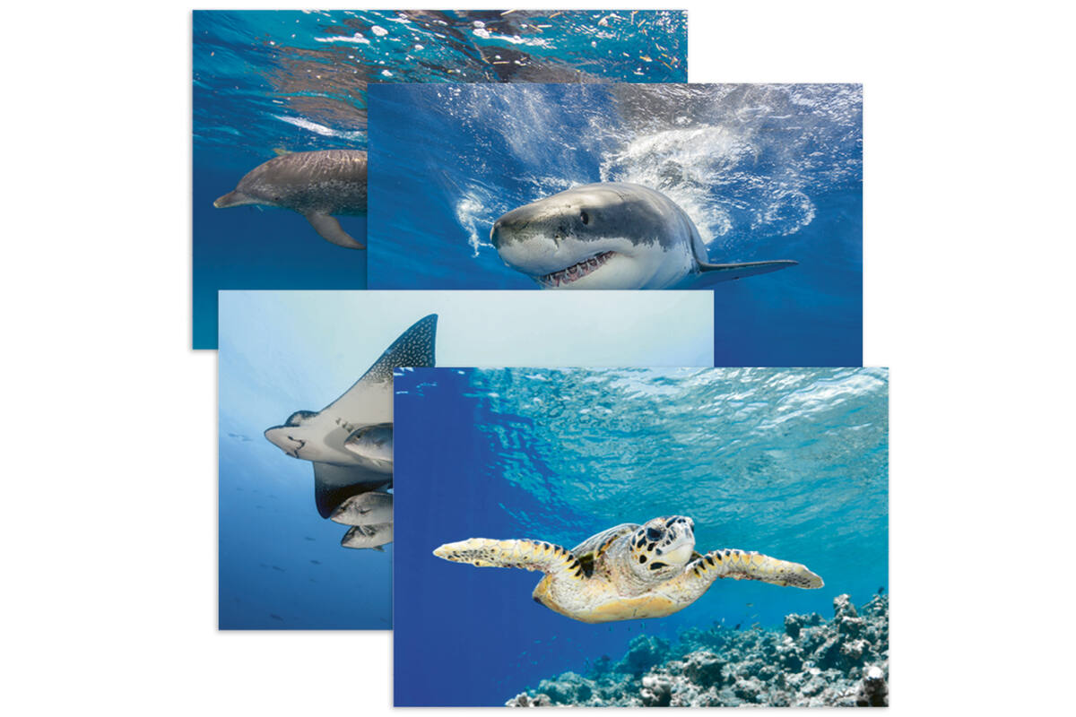 Miniposters 1055 onderwaterwereld, 4 motieven, 20 stuks