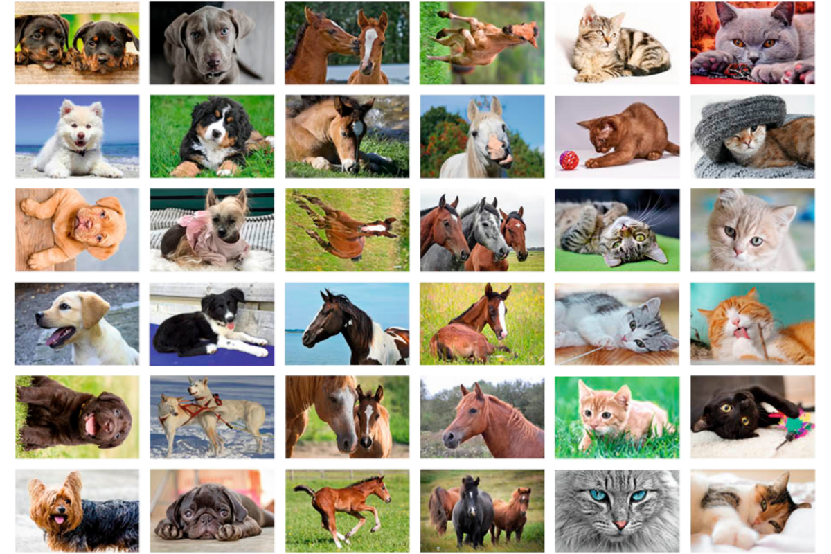 Beloningsstickers 435 honden, paarden en poezen, 36 mot, 720 st