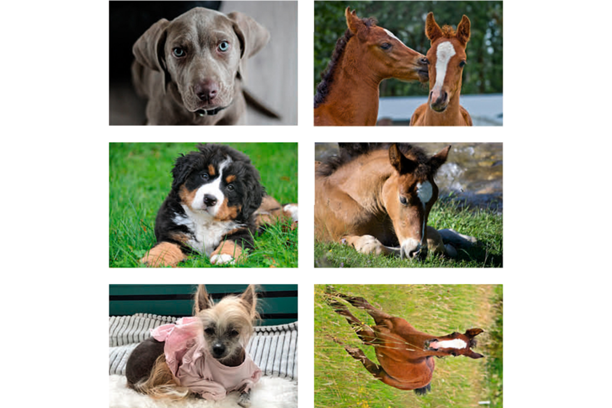 Beloningsstickers 435 honden, paarden en poezen, 36 mot, 720 st