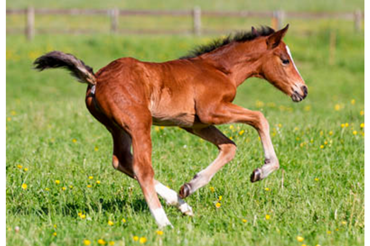 Beloningskaarten 4585 hond, paard en poes, 6 motieven, 96 stuks