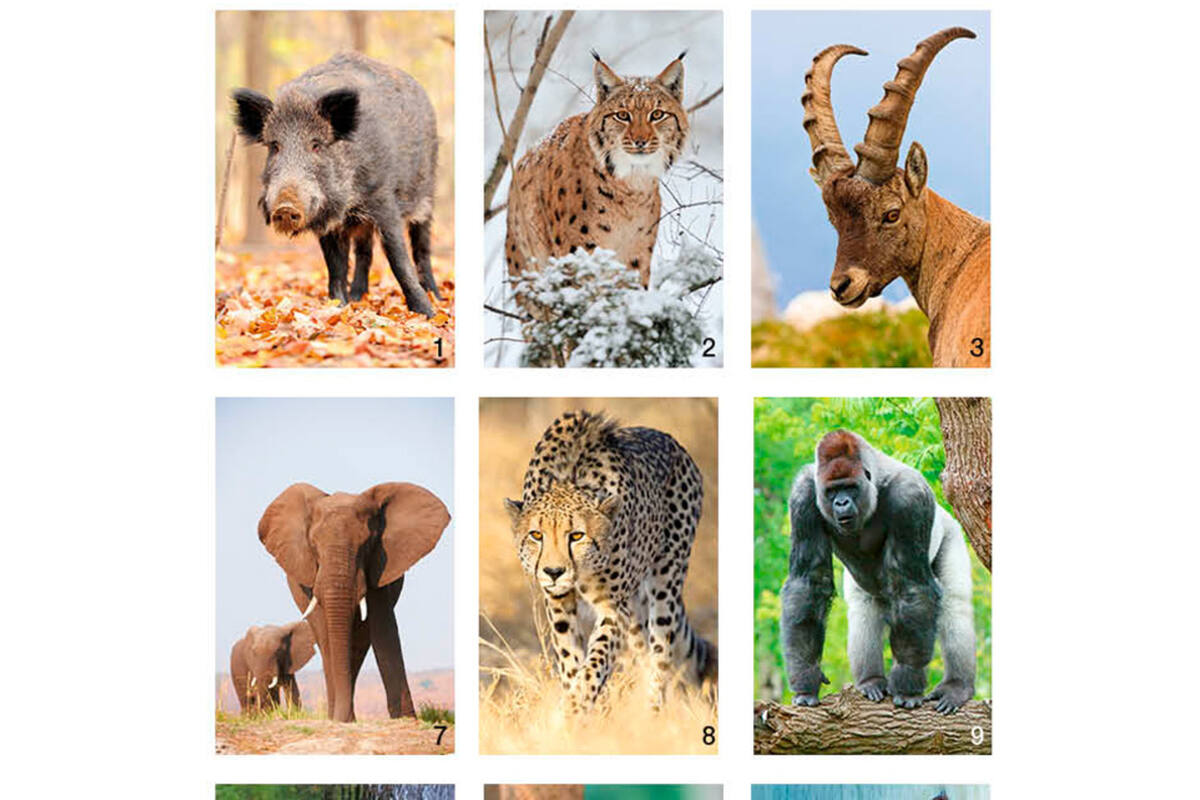 Beloningsstickers Werelddieren 346 36 motieven, 720 stuks