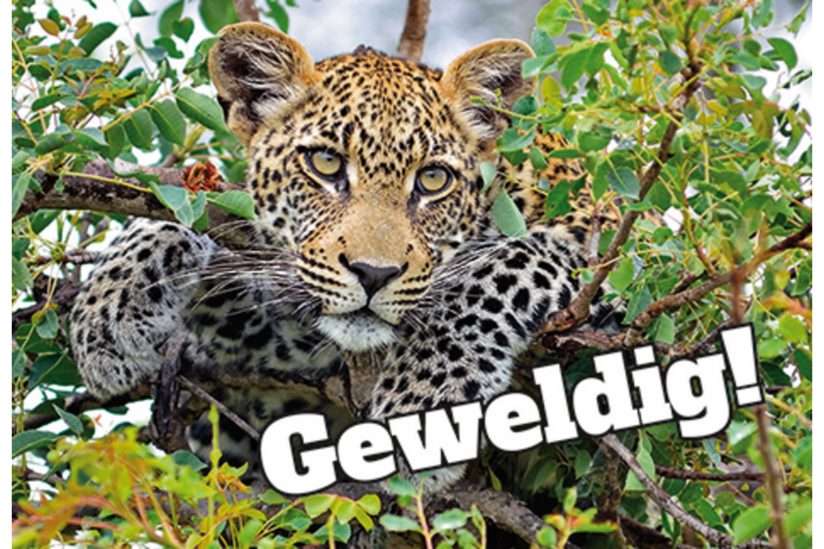 Beloningskaarten Motivatiedieren 4567, 6 motieven, 96 stuks