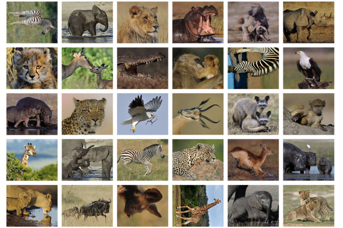 Beloningsstickers 118 Zuid Afrika 30 motieven, 600 stickers