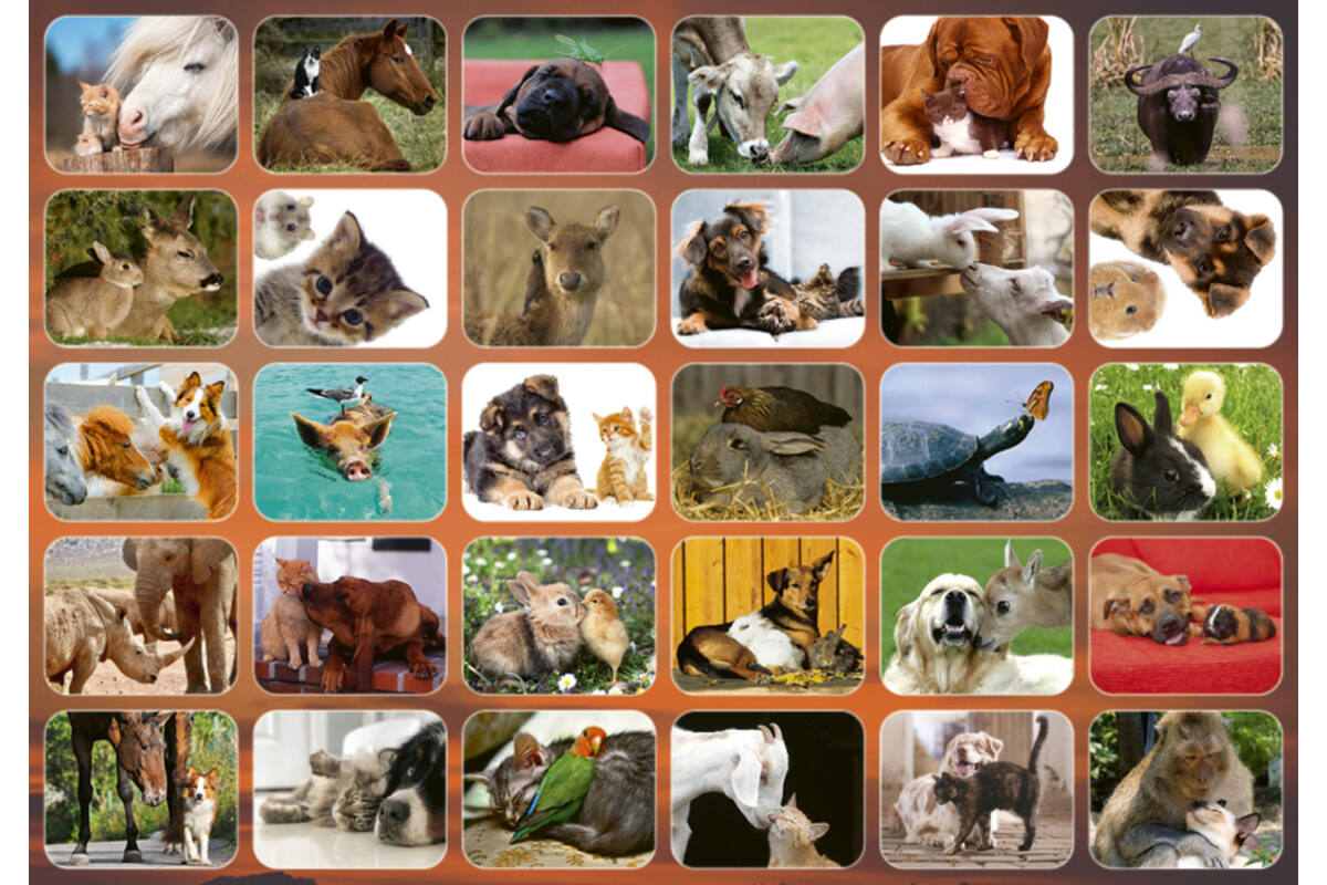 Beloningsstickers 126 Dierenduo's  Zuid Afrika 30 motieven, 600 stickers