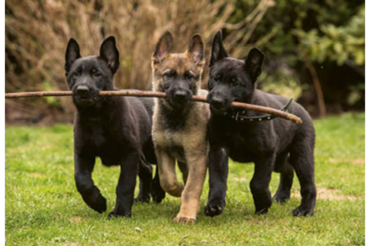 Beloningskaarten puppy's 4627 4 motieven, 96 kaarten