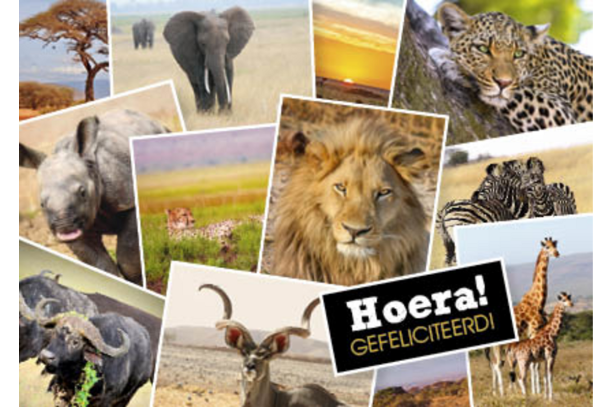 Ansichtkaarten 5753 Dieren in kaders, 4 motieven, 48 stuks