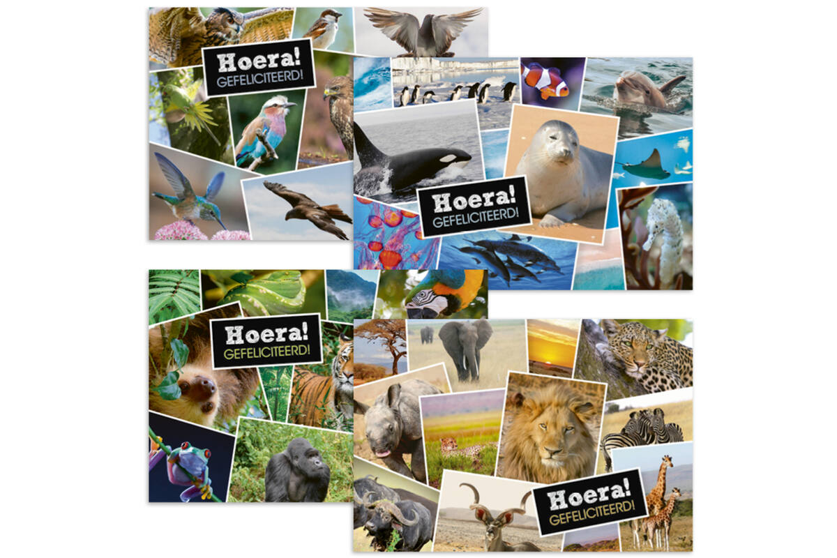 Ansichtkaarten 5753 Dieren in kaders, 4 motieven, 48 stuks