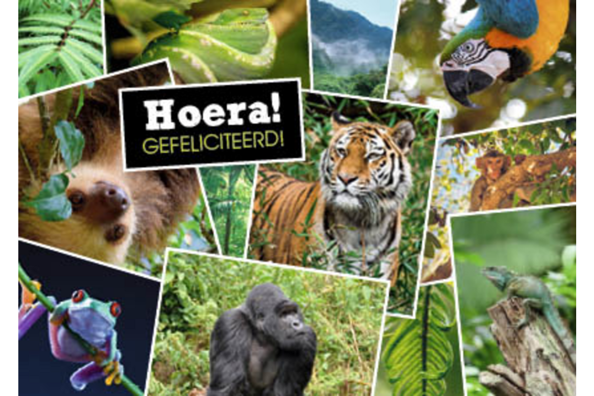 Ansichtkaarten 5753 Dieren in kaders, 4 motieven, 48 stuks