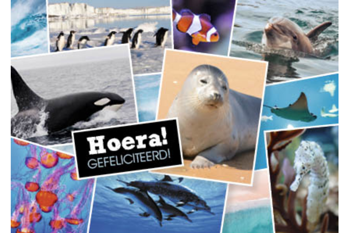 Ansichtkaarten 5753 Dieren in kaders, 4 motieven, 48 stuks