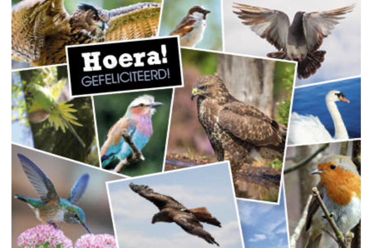 Ansichtkaarten 5753 Dieren in kaders, 4 motieven, 48 stuks