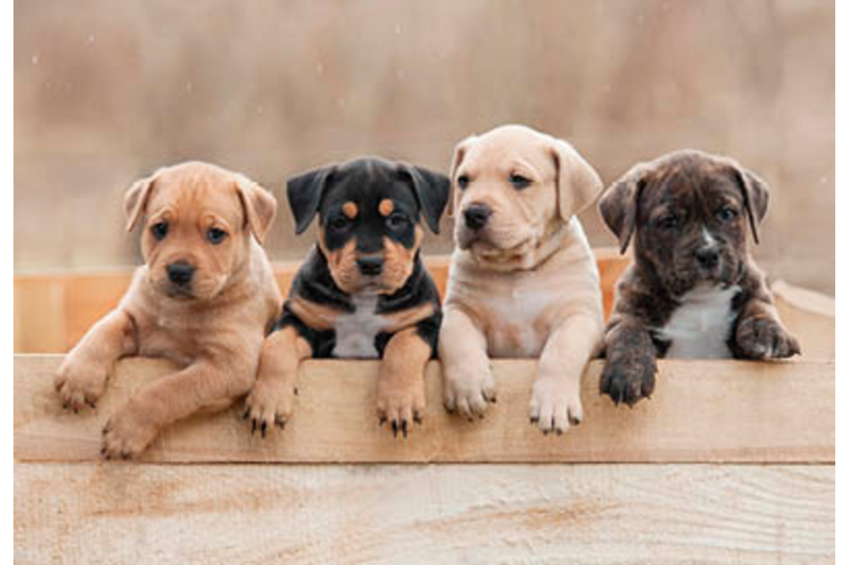 Beloningskaarten 4595 Puppy's en Kittens, 4 motieven, 96 stuks