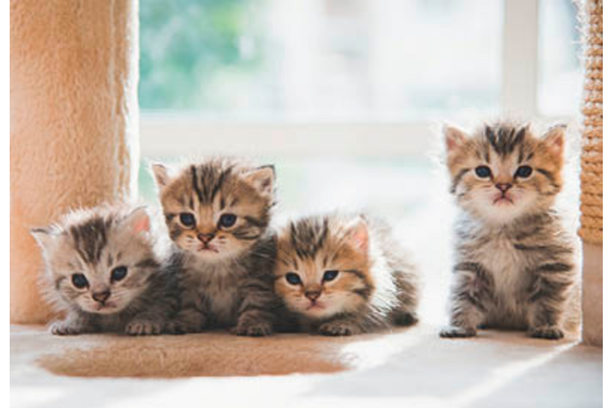 Beloningskaarten 4595 Puppy's en Kittens, 4 motieven, 96 stuks