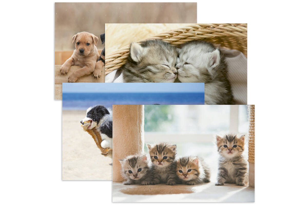 Miniposters 1067 Puppy's en Kittens, 4 motieven, 20 stuks