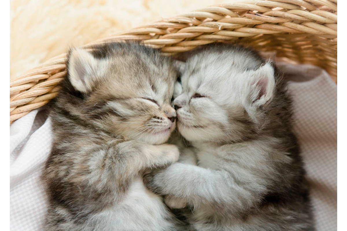 Miniposters 1067 Puppy's en Kittens, 4 motieven, 20 stuks