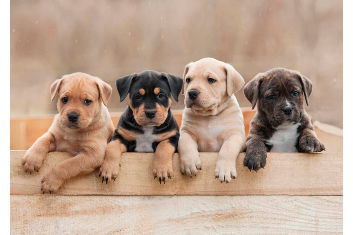 Miniposters 1067 Puppy's en Kittens, 4 motieven, 20 stuks