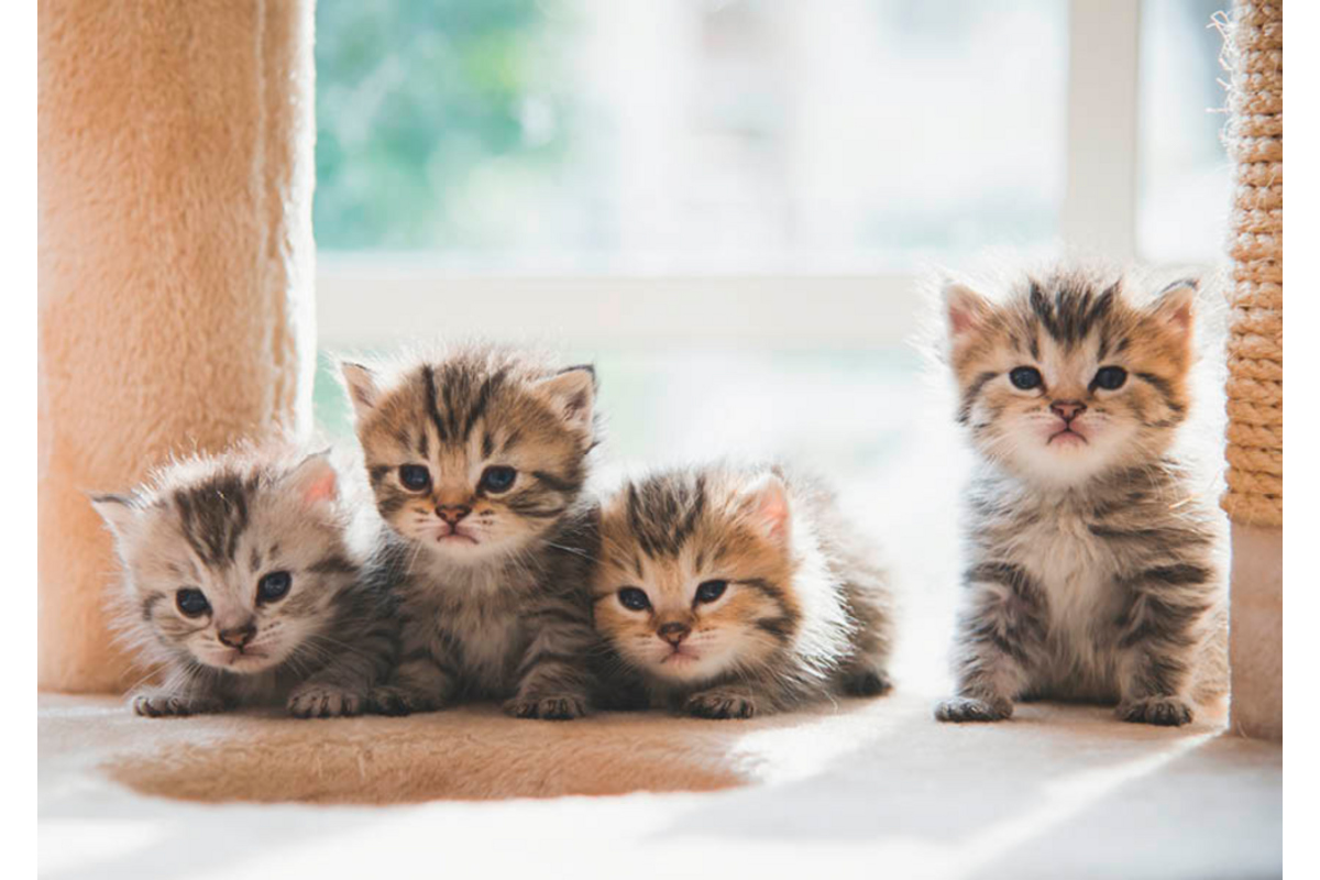 Miniposters 1067 Puppy's en Kittens, 4 motieven, 20 stuks