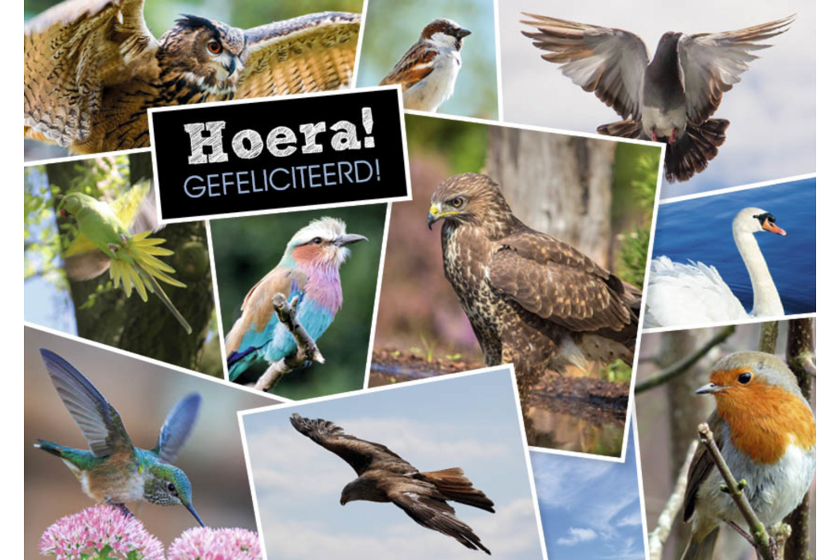 Miniposters 1071 Dieren in Kaders, 4 motieven, 20 stuks