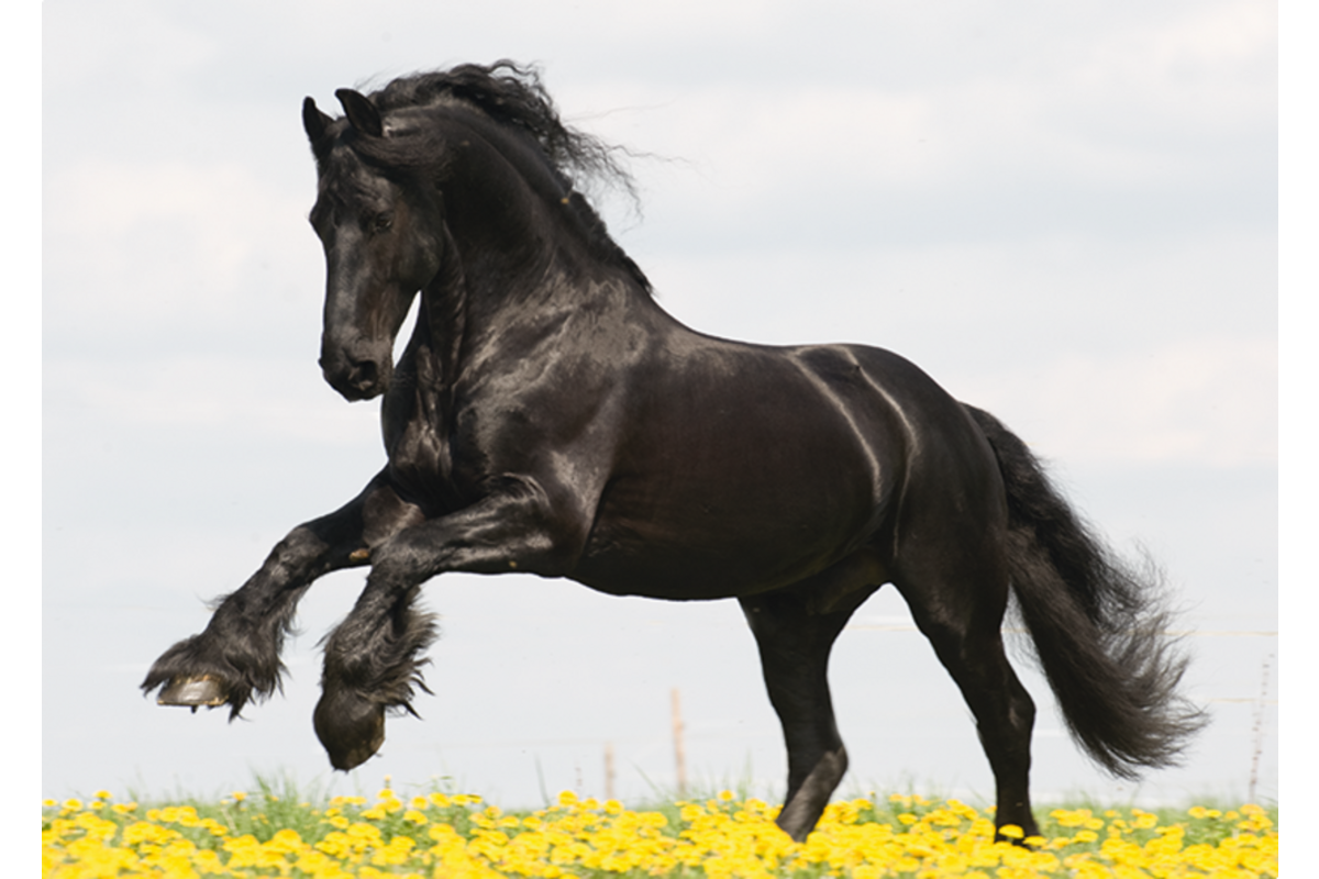 Miniposters Paarden 820 4 motieven, 20 stuks