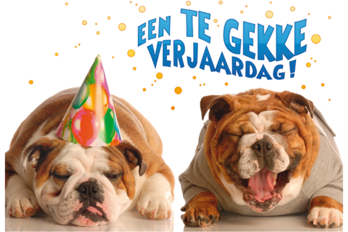 Miniposters Grappige Dieren 991 4 motieven, 20 stuks