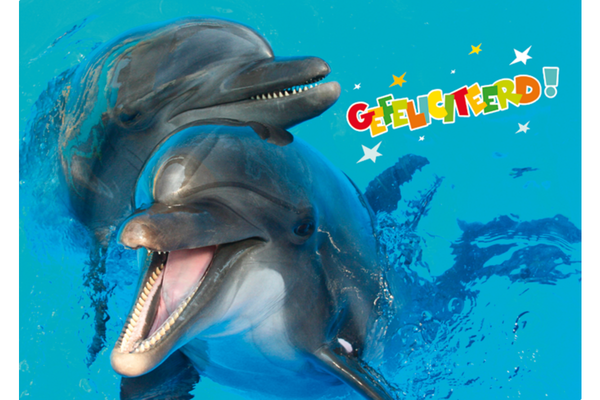 Miniposters Dieren gefelciteerd 994 4 motieven, 20 stuks