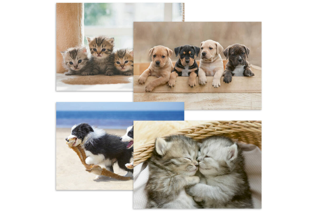 Ansichtkaarten Puppy's en Kittens 5751, 4 motieven, 48 stuks