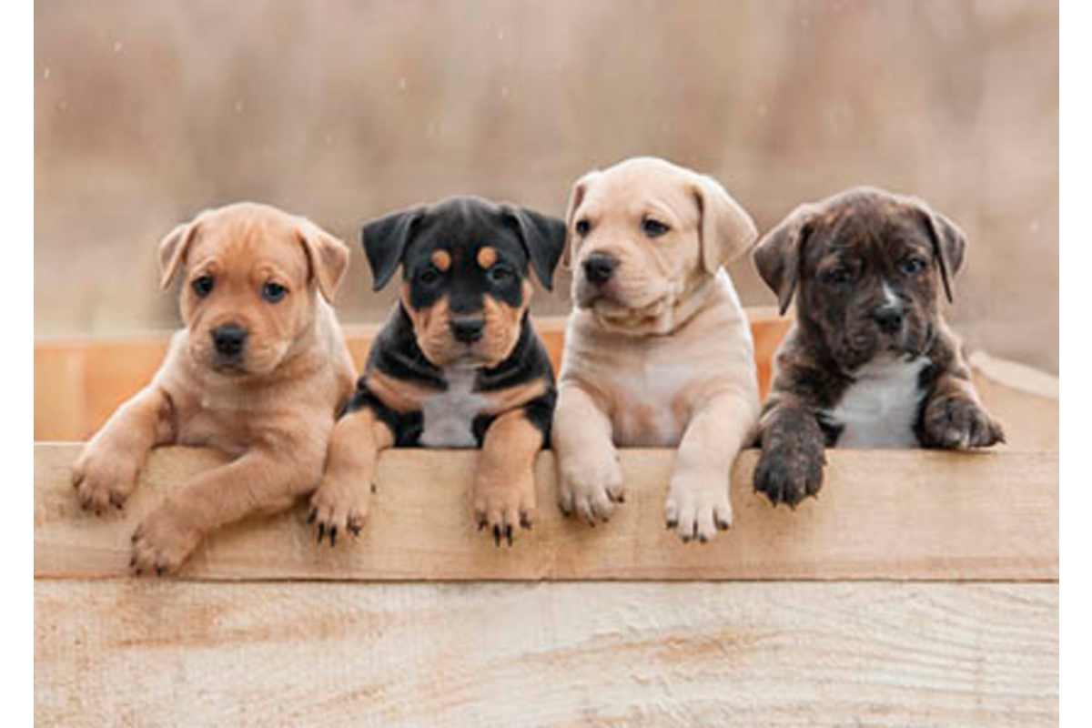 Ansichtkaarten Puppy's en Kittens 5751, 4 motieven, 48 stuks