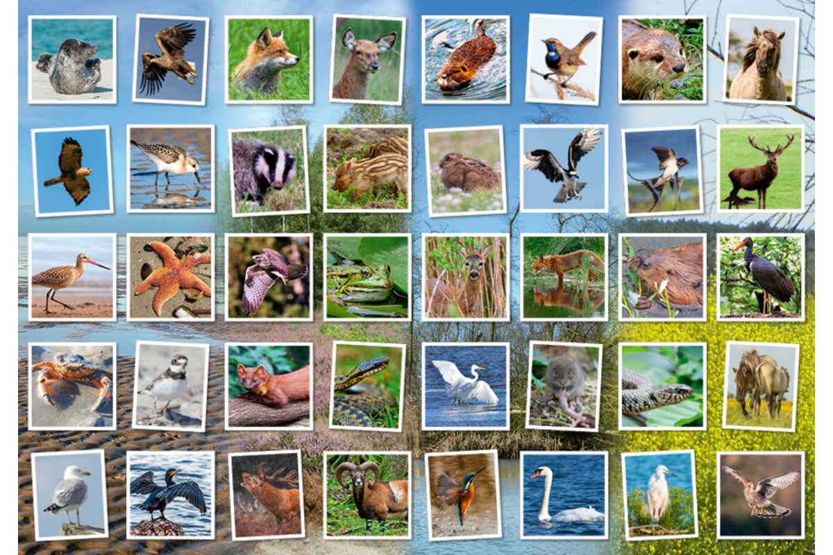 Beloningsstickers 479 Wild in de buurt, 40 motieven, 800 stuks