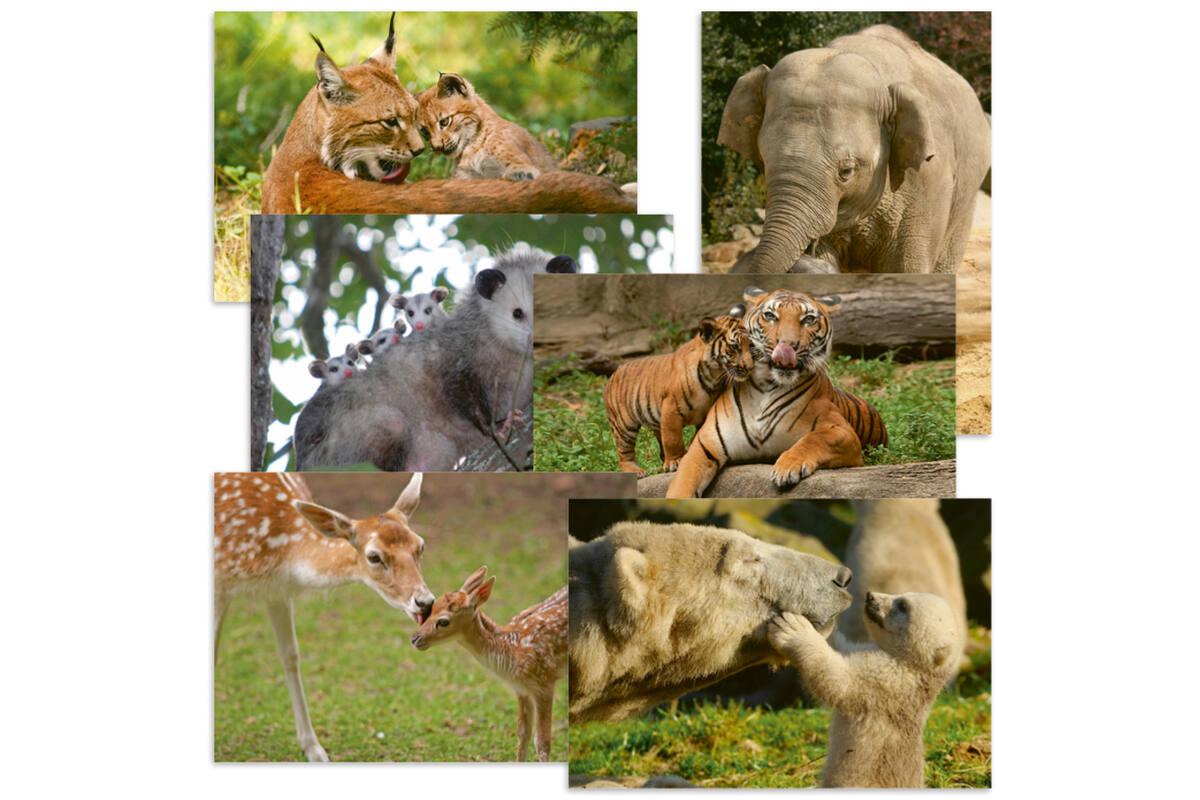 Beloningskaarten 4576 dieren met jong, 6 motieven, 96 stuks