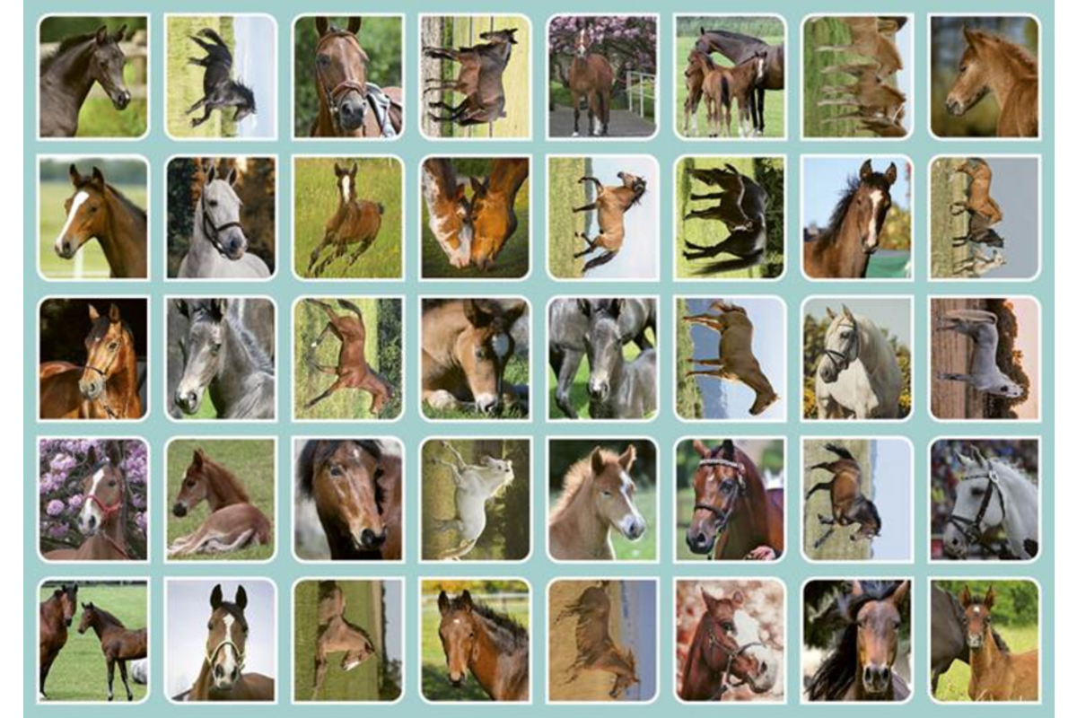 Beloningsstickers 109 Veulens en paarden 40 motieven, 800 stickers