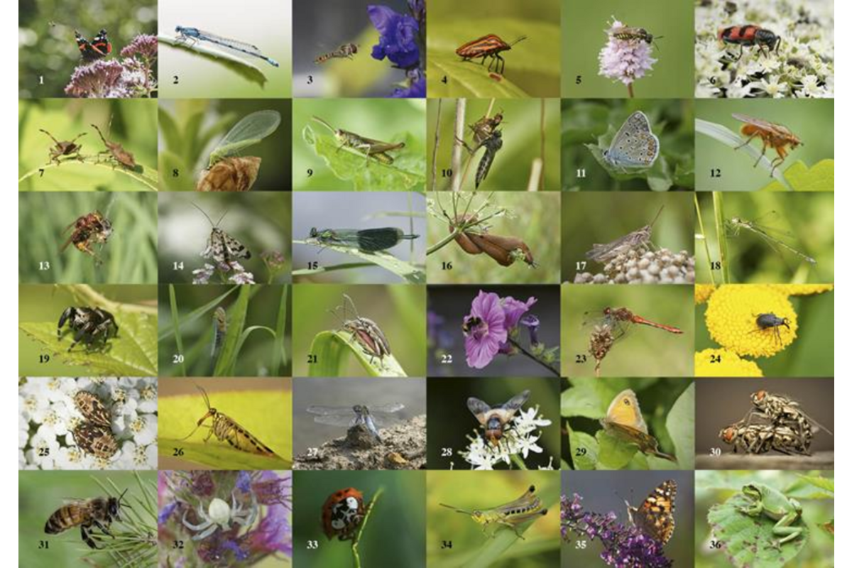 Beloningsstickers 496 Insecten en beestjes 40 motieven, 800 stickers