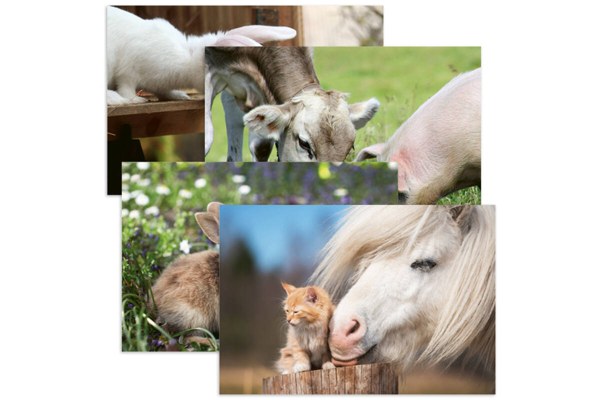 Miniposter 1083 Boerderijduo's 4 motieven, 20 stuks
