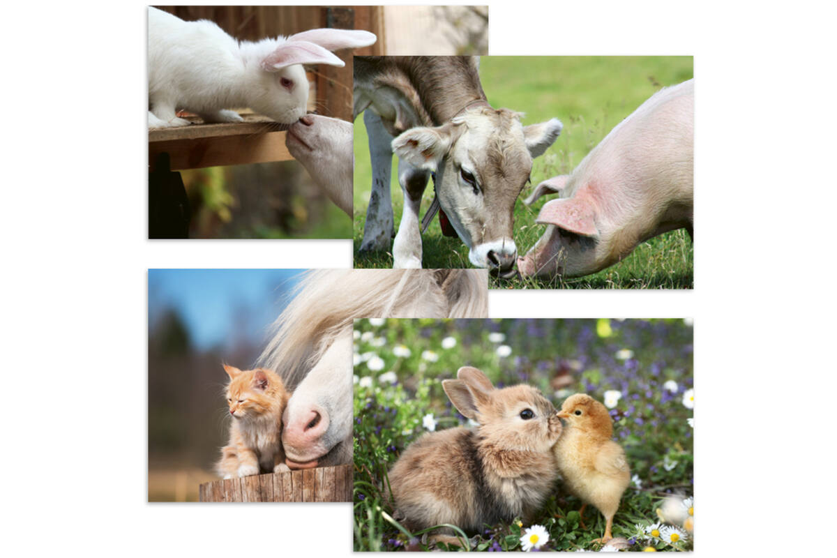 Ansichtkaarten 5763 Boerderijduo's 4 motieven, 48 kaarten