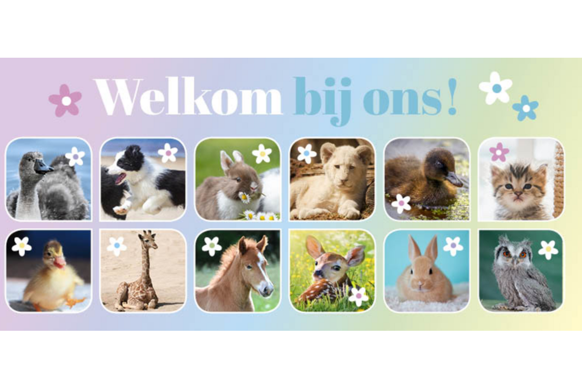 Oproepkaarten 5291 algemeen Lente Diertjes, 2 motieven, 25 stuks