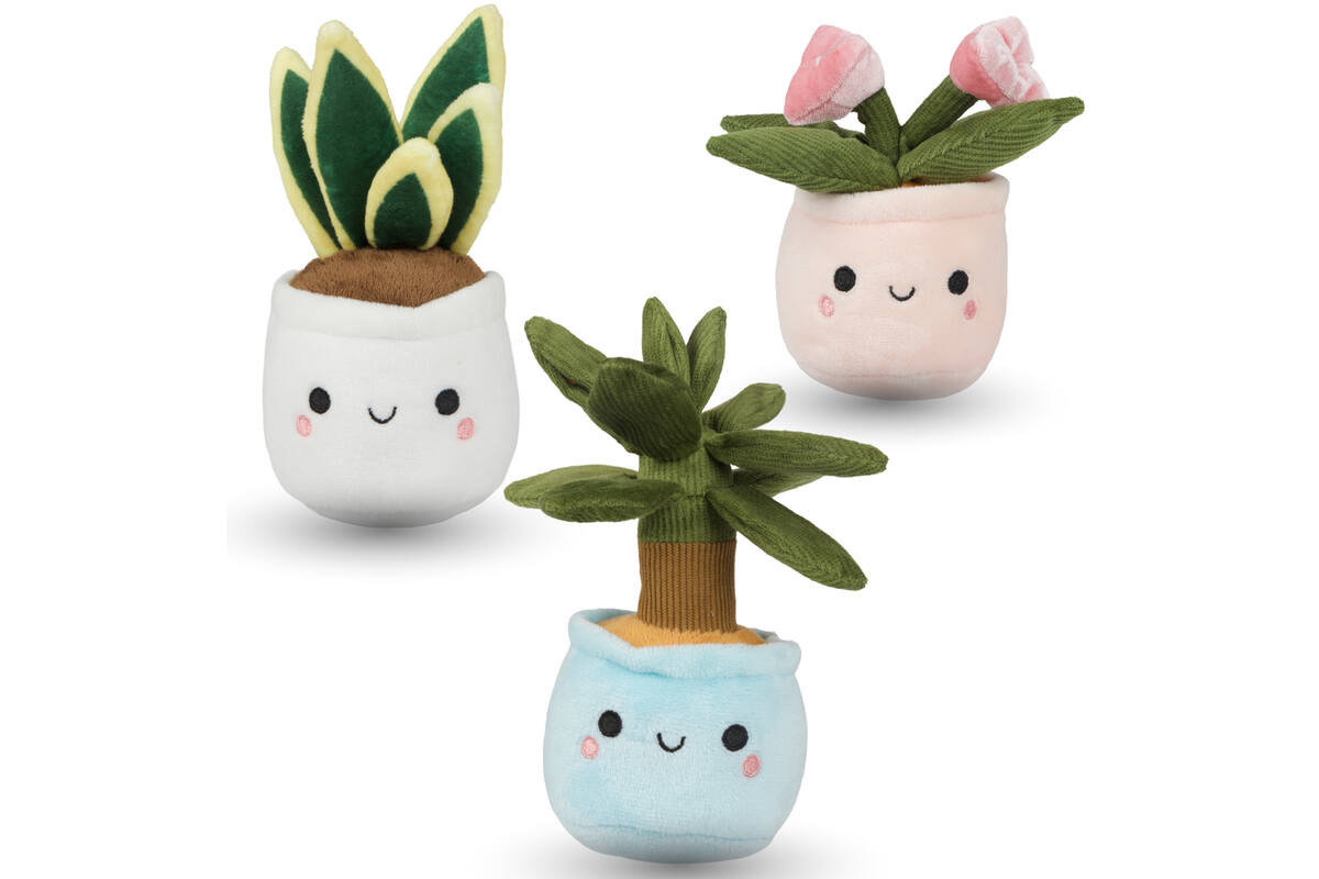 Pluchen plant in pot 12 cm assorti