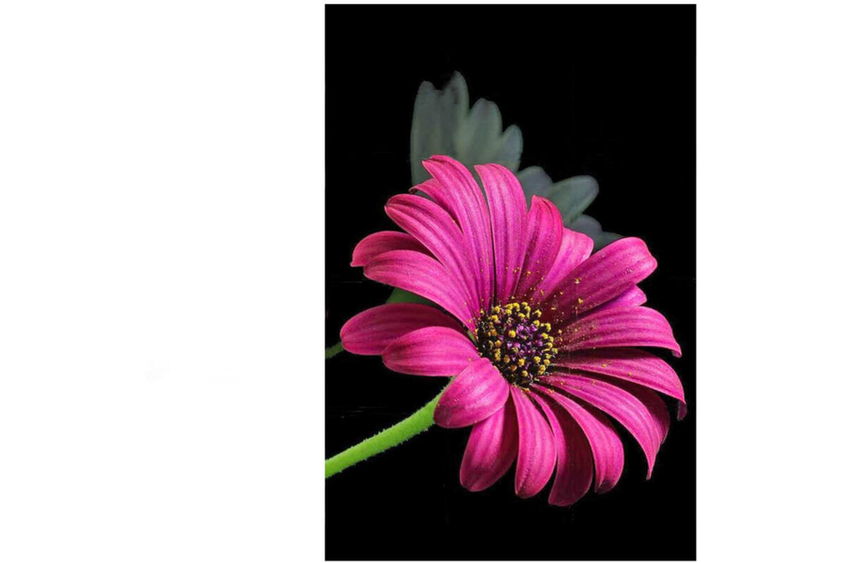 Diamond painting natuur met standaard assorti