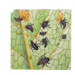 Rolf Connect - Groeipuzzel lieveheersbeestje 28x28 cm 4-lagen 86 stukjes