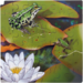 Rolf Connect - Groeipuzzel kikker 28 x 28 cm 4 lagen 86 stukjes