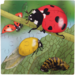 Rolf Puzzelset - Levenscylus, set van 4