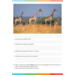 Dierenrijk werkgids (5 stuks)